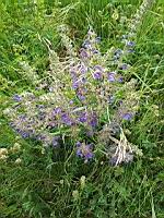 Sauge des pres - Salvia pratensis (prise vers Vals-les-bains, Ardeche)(1)